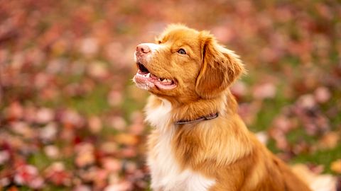 hund hustet - Foto: FatCamera / iStock