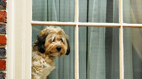 Ob der verliebte Hund eines Tages mit seiner Herzensdame vereint sein wird? (Symbolbild) - Foto: Kirkikis / iStock