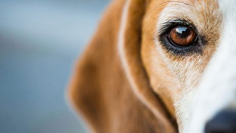 Nahaufnahme Beagle.  - Foto: bpretorius / iStock