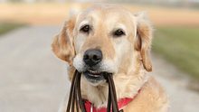 Welche Vorteile ein Hundegeschirr dem Halsband gegenüber hat.