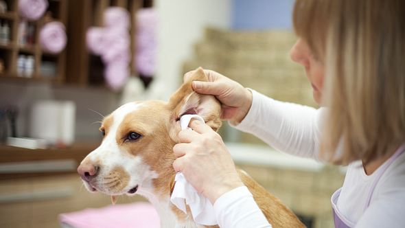 Hund Ohrenentzündung - Foto: iStock/M_a_y_a