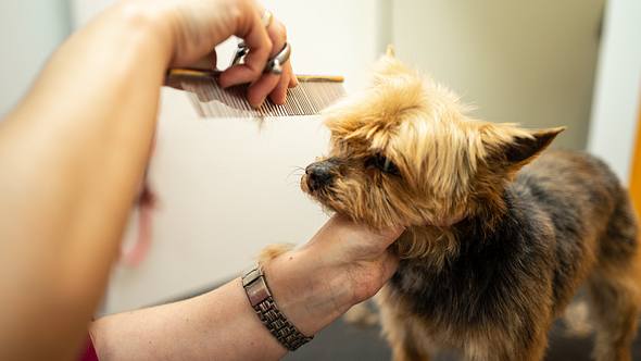 Hund scheren: So gehen Sie vor und das müssen Sie beachten - Foto: Getty Images / Carbonero Stock