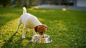 Hund trinkt viel - Foto: gorodenkoff/iStock