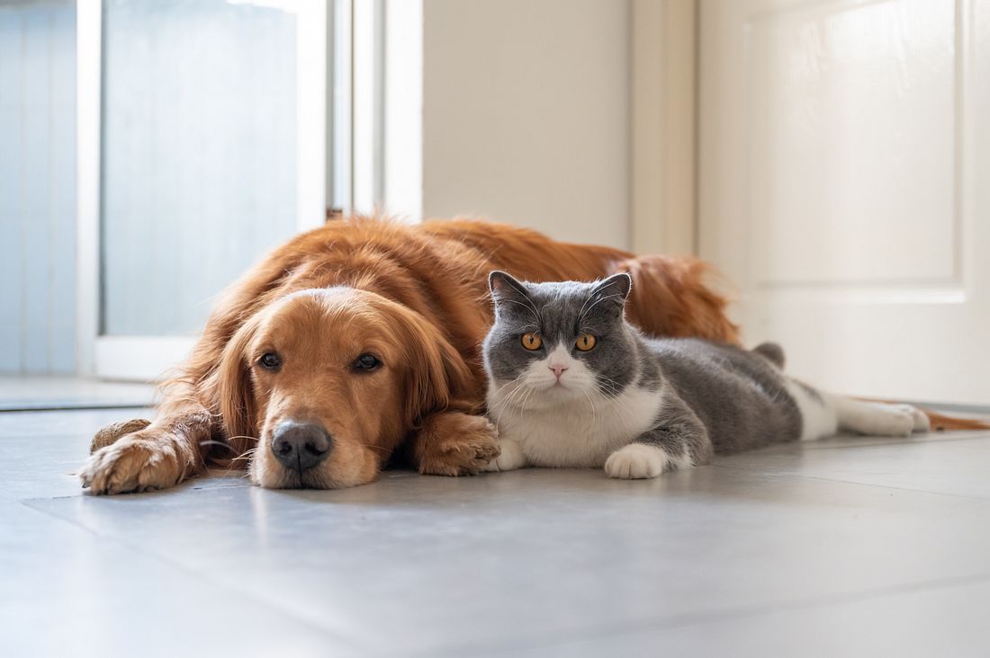 Hund und Katze können mit etwas Geduld sozialisiert werden.