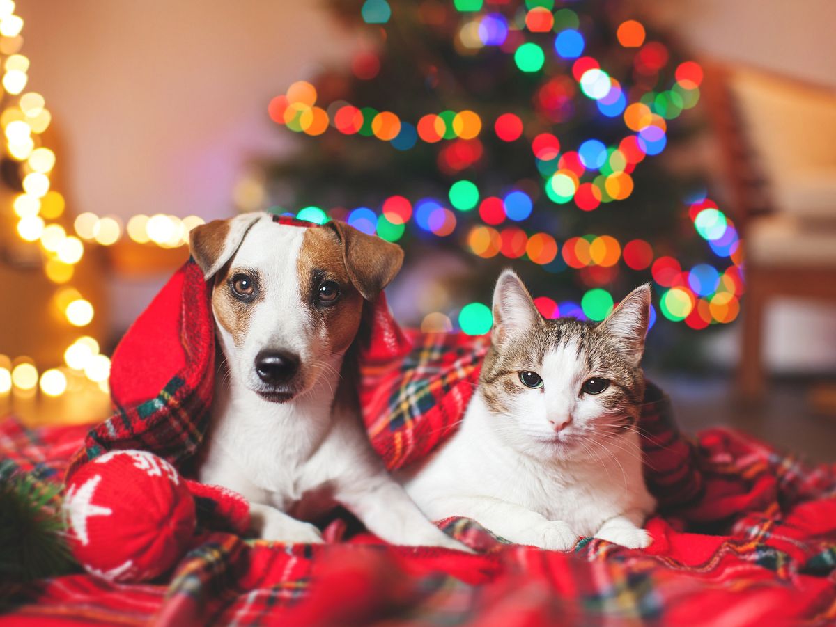 Hund und Katze unterm Weihnachtsbaum