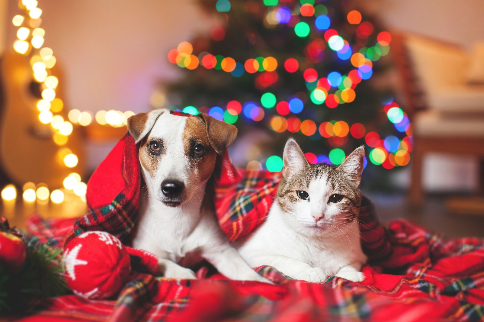 Weihnachten mit Haustieren: Expertin gibt Tipps | Liebenswert Magazin