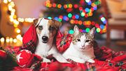 Hund und Katze unterm Weihnachtsbaum - Foto: iStock/TatyanaGl