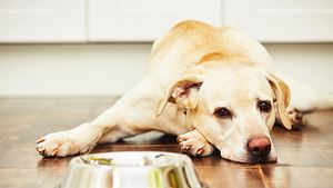 Hund Verstopfung  - Foto: Chalabala / iStock