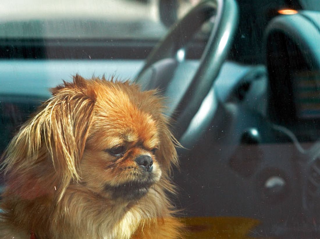 Todesfalle Auto: Wie Sie einen Hund vor dem Hitzetod retten