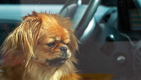 Todesfalle Auto: Wie Sie einen Hund vor dem Hitzetod retten - Foto: Aaleksander / iStock