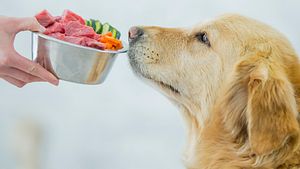 Ein Golden Retriever bekommt Rohfutter gereicht.  - Foto: FatCamera / iStock