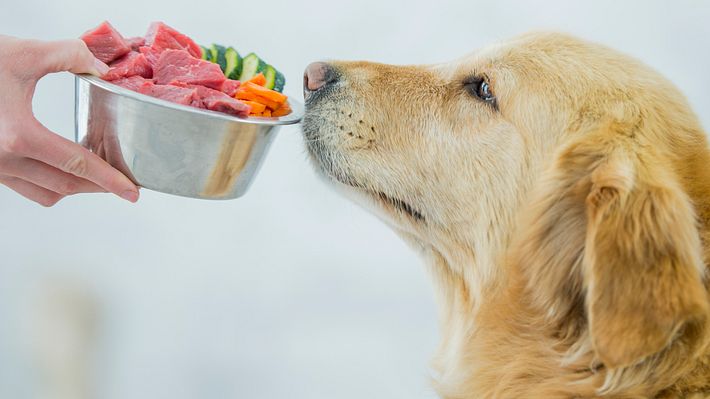 Ein Golden Retriever bekommt Rohfutter gereicht.  - Foto: FatCamera / iStock