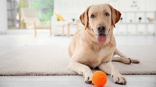 Hund mit Intelligenzspielzeug - Foto: iStock/belchonock