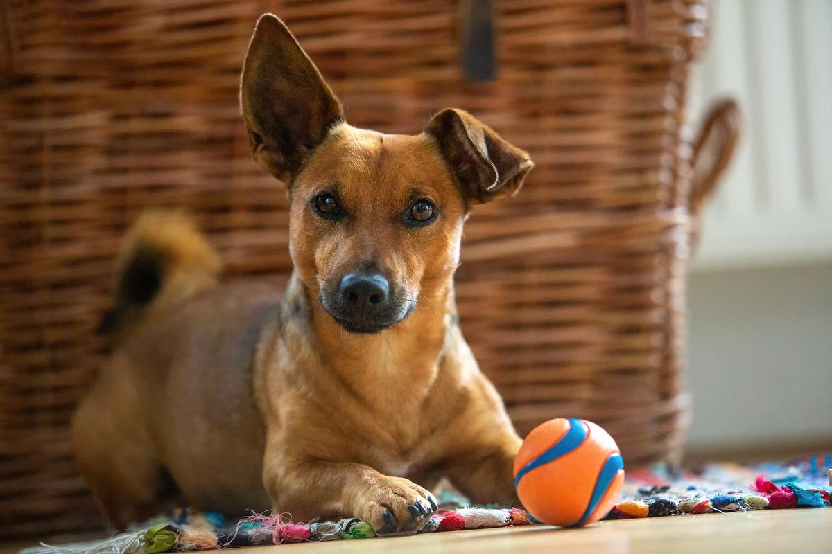 Ein Hund mit einem kleinen Ball