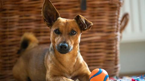 Ein Hund mit einem kleinen Ball - Foto: istock/TeamDAF