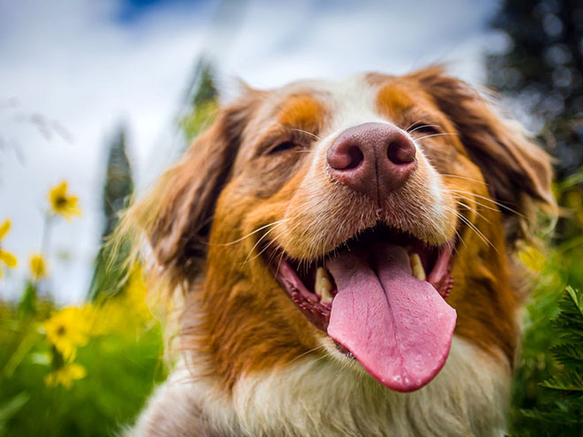 Hunde gelten als die besten Freunde des Menschen.