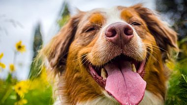 Hunde gelten als die besten Freunde des Menschen. - Foto: MEGiordano_Photography / iStock