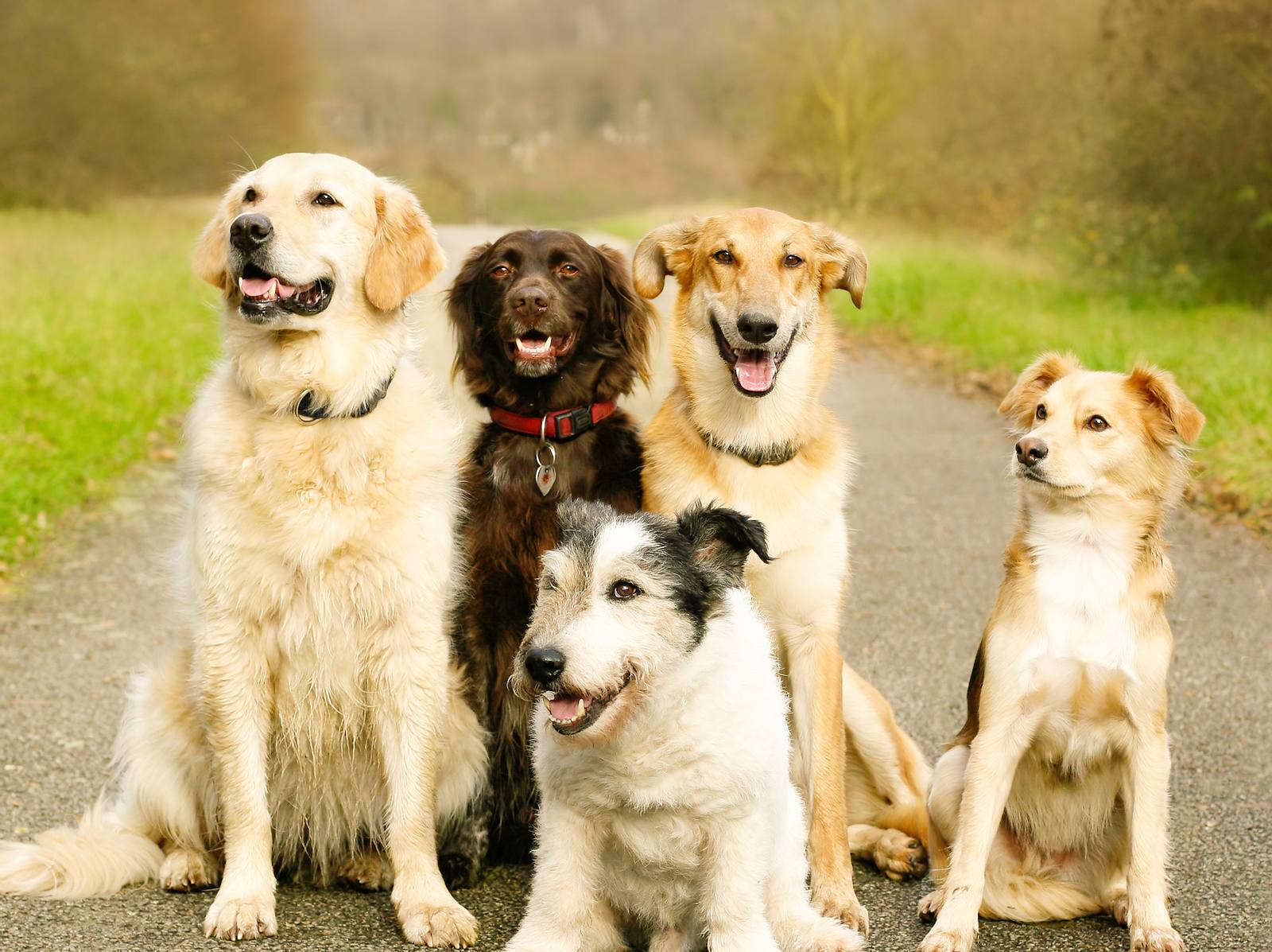 Herzwürmer beim Hund Symptome und Behandlung Liebenswert Magazin