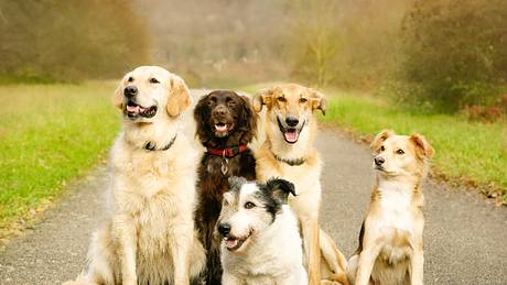 Hunde Herzwürmer - Foto: PK-Photos / iStock