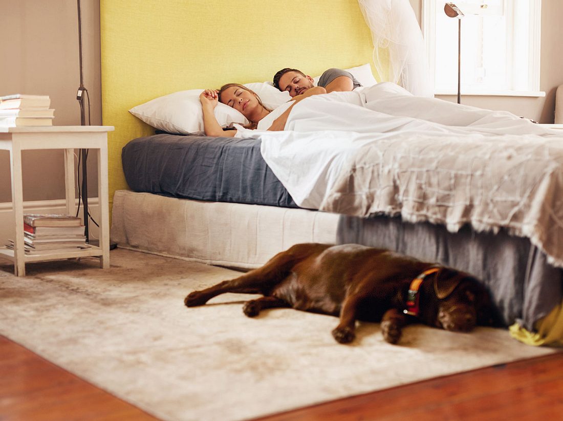 Wenn Sie mögen, können Sie Ihren Hund ruhig im Schlafzimmer nächtigen lassen.