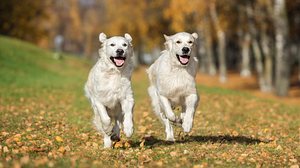 Barbra Streisand hat ihren Hund klonen lassen - Foto: Alona Rjabceva / iStock