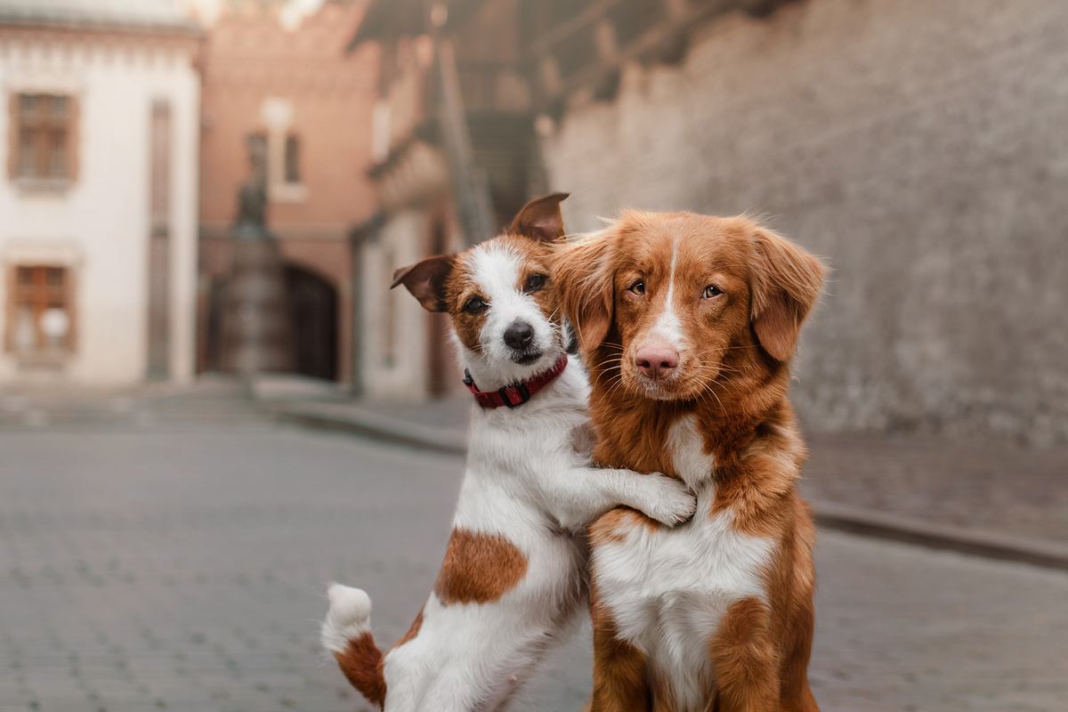 Hunde Würmer