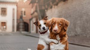 Hunde Würmer - Foto: Anna-av/iStock