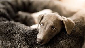 Ein Whippet Welpe im Hundebett - Foto: iStock/Capuski