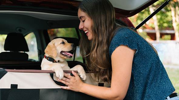 Hundebox Auto - Foto: iStock / fotografixx