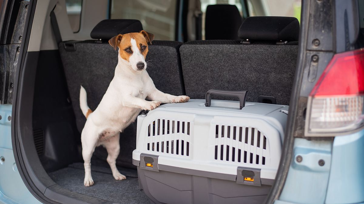 Hundebox für's Auto: So fährt Ihr Hund sicher mit!