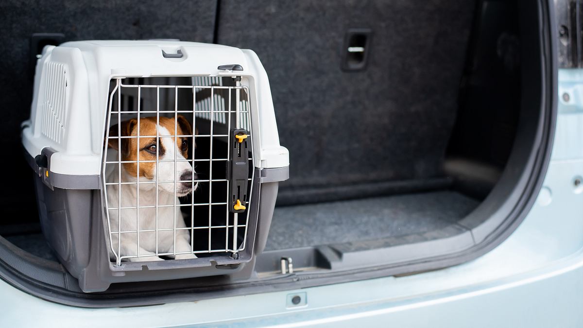 Hund wird in einer Hundebox fürs Auto transportiert.
