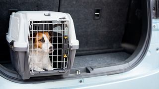 Hund wird in einer Hundebox fürs Auto transportiert. - Foto: iStock/ inside-studio