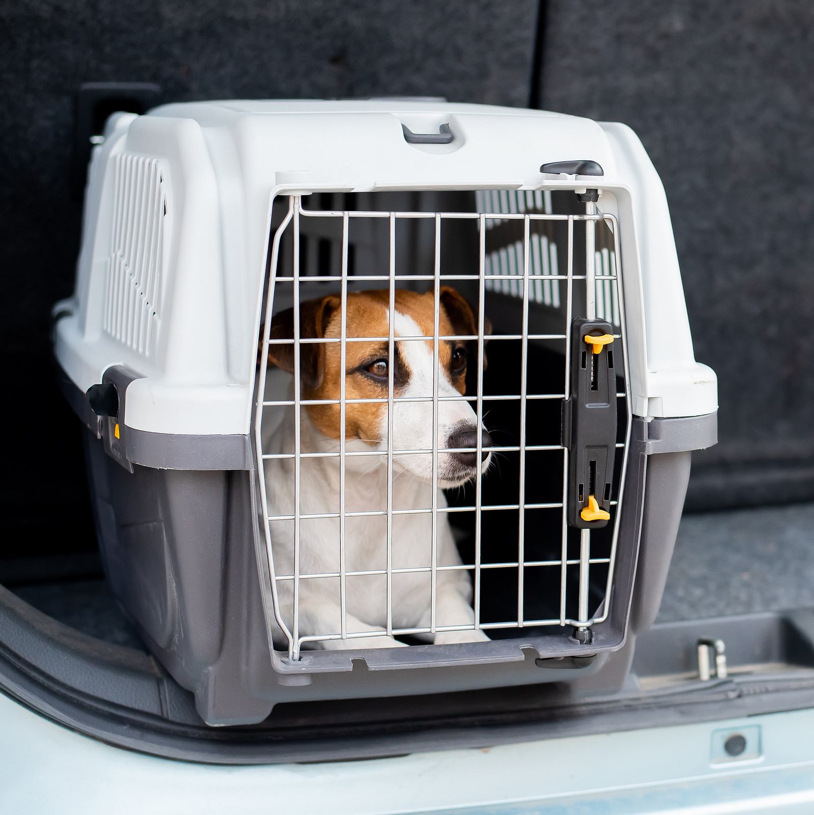 Hundetransportbox - Die sicherste Möglichkeit fürs Auto