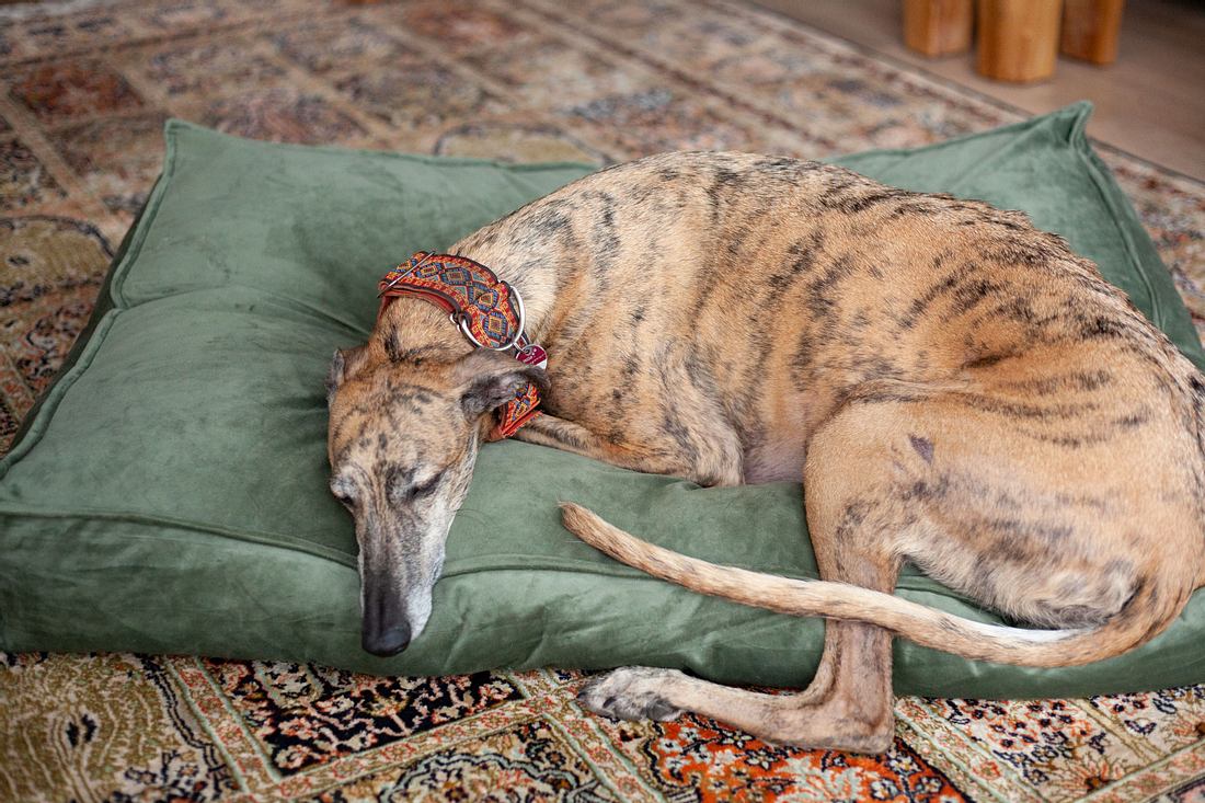 Hundebett Test Beeztees Hundebett Test Beeztees