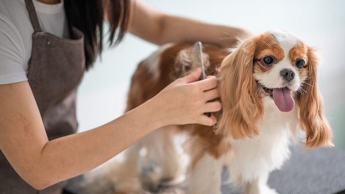 Hundebürste Kurzhaar - Foto: iStock/ Edwin Tan 