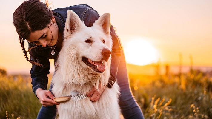 Hundebürste Langhaar - Foto: iStock/ urbazon 