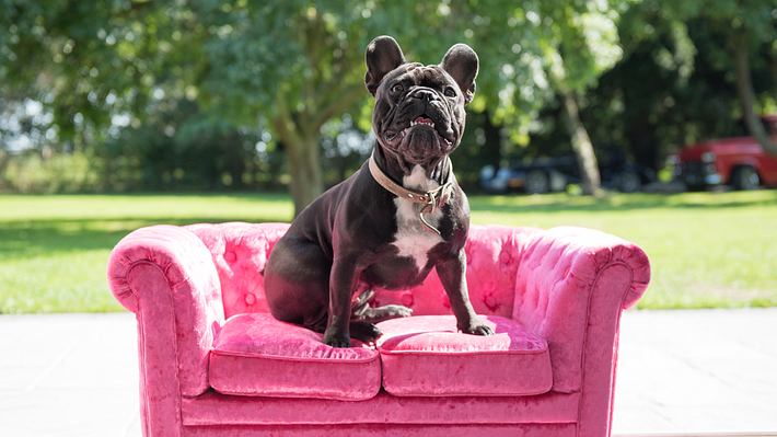 Hundecouch - Foto: Getty Images / John Keeble