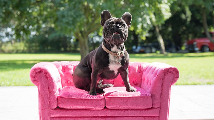 Hundecouch - Foto: Getty Images / John Keeble