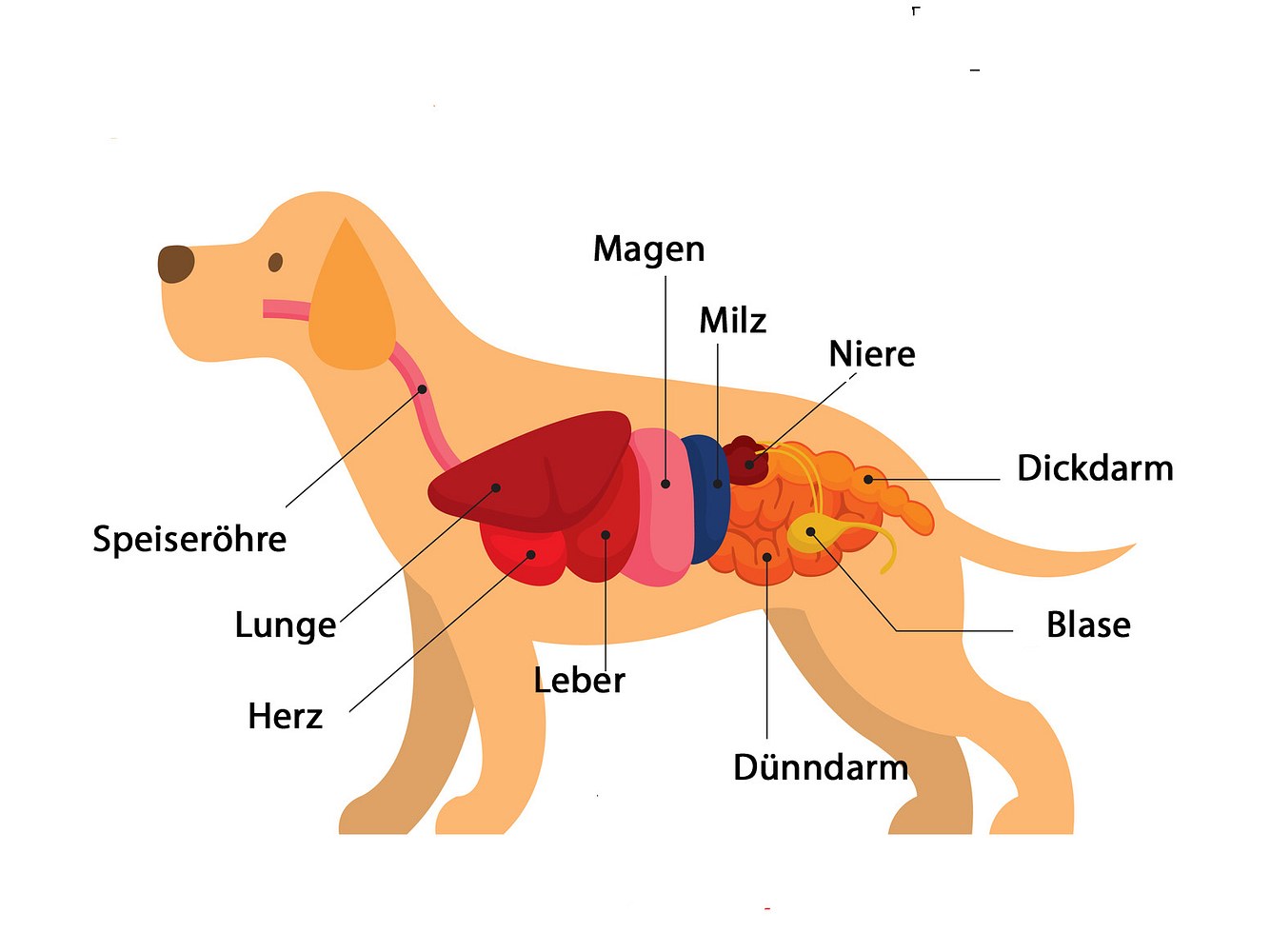 Hundedarm Hundedarm
