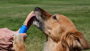 Hundeeis selber machen  - Foto: Merrimon / iStock