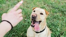 Von einer konsequenten Hundeerziehung profitieren Hund und Halter.  - Foto: iStock/RobertoDavid