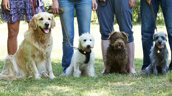 Fragen und Antworten zu Hundeführerschein und Sachkundenachweis für Hundehalter - Foto: Highwaystarz-Photography / iStock