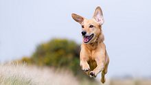 Fröhlicher Hund hüpft über eine Wiese. - Foto: dageldog / iStock