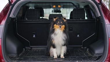Hund im Kofferraum mit Hundegitter - Foto: iStock/Eudyptula