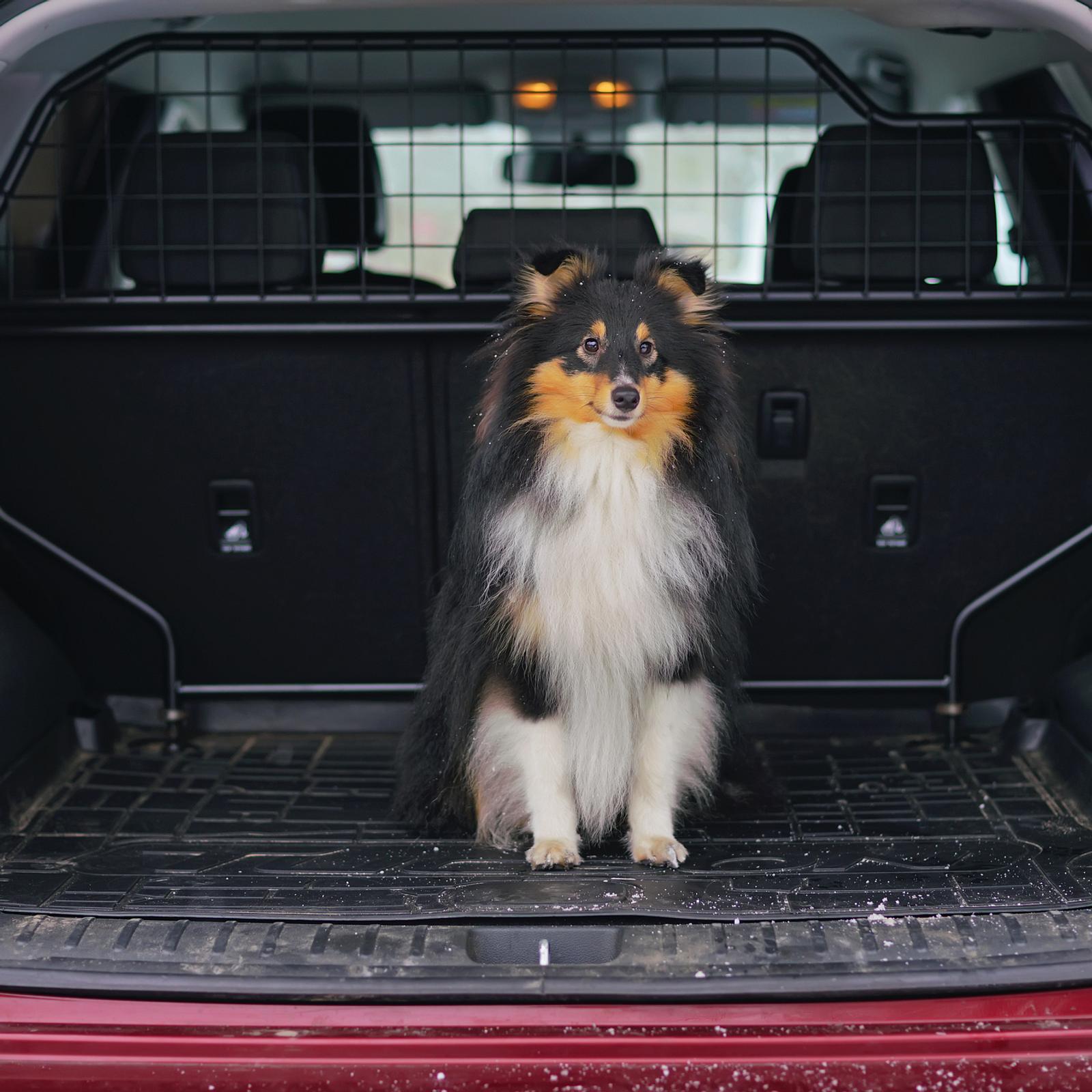 Die besten Hundegitter für Auto, Treppen und Türen