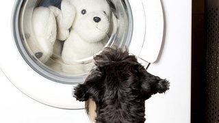Hundehaare in der Waschmaschine. 