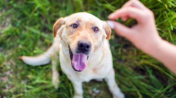 Anstatt Hundekekse zu kaufen, können Sie sie auch selbst backen. - Foto: Pekic / iStock