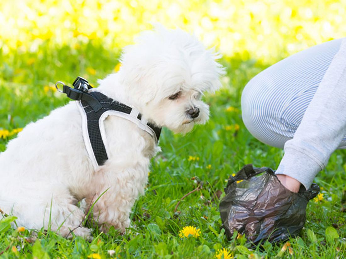 Farbe und Konsistenz des Hundekots können viel über die Gesundheit eines Tieres aussagen.