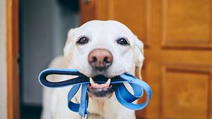 Labrador mit Hundeleine im Maul - Foto: iStock/Chalabala