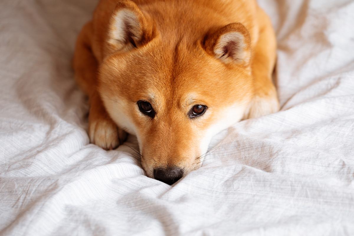 Süßer Shiba Inu kuschelt sich ins Bett. 